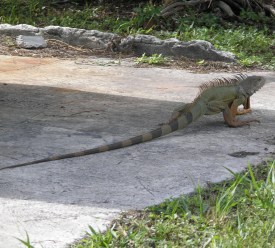 iguana lizard,John Pennekamp Coral Reef State  Park,Key Largo,Florida